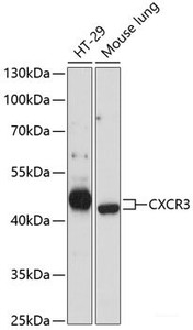 Western blot analysis of extracts of various cell lines using CXCR3 Polyclonal Antibody at dilution of 1:3000.