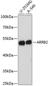 Western blot analysis of extracts of various cell lines using ARRB2 Polyclonal Antibody at dilution of 1:1000.