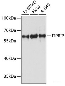 Western blot analysis of extracts of various cell lines using ITPRIP Polyclonal Antibody at dilution of 1:3000.
