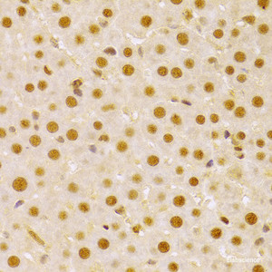 Immunohistochemistry of paraffin-embedded Rat liver using CDC25A Polyclonal Antibody at dilution of 1:100 (40x lens) .