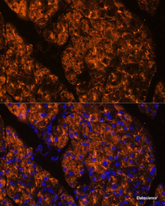 Immunofluorescence analysis of Rat pancreas using SERPINI2 Polyclonal Antibody at dilution of 1:100 (40x lens) . Blue: DAPI for nuclear staining.