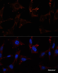 Immunofluorescence analysis of NIH/3T3 cells using RALA Polyclonal Antibody at dilution of 1:100. Blue: DAPI for nuclear staining.