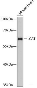 Western blot analysis of extracts of Mouse brain using LCAT Polyclonal Antibody at dilution of 1:3000.