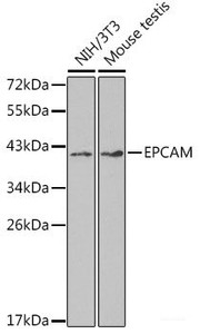 Western blot analysis of extracts of various cell lines using EPCAM Polyclonal Antibody at dilution of 1:1000.