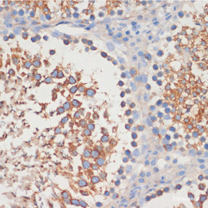 Immunohistochemistry of paraffin-embedded Rat testis using CDC42 Polyclonal Antibody at dilution of 1:100 (40x lens) .