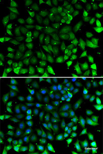 Immunofluorescence analysis of A549 cells using CCL26 Polyclonal Antibody