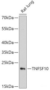 Western blot analysis of extracts of Rat lung using TNFSF10 Polyclonal Antibody at dilution of 1:3000.