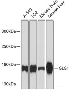 Western blot analysis of extracts of various cell lines using GLG1 Polyclonal Antibody at dilution of 1:3000.