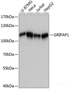 Western blot analysis of extracts of various cell lines using GRIPAP1 Polyclonal Antibody at dilution of 1:3000.