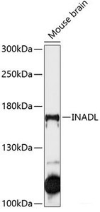 Western blot analysis of extracts of Mouse brain using INADL Polyclonal Antibody at dilution of 1:1000.