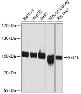Western blot analysis of extracts of various cell lines using SEL1L Polyclonal Antibody at dilution of 1:3000.
