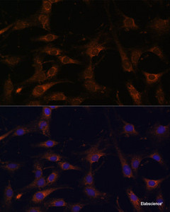 Immunofluorescence analysis of C6 cells using RAB21 Polyclonal Antibody at dilution of 1:100. Blue: DAPI for nuclear staining.