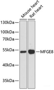 Western blot analysis of extracts of various cell lines using MFGE8 Polyclonal Antibody at dilution of 1:3000.