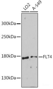 Western blot analysis of extracts of various cell lines using FLT4 Polyclonal Antibody at dilution of 1:1000.