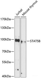 Western blot analysis of extracts of various cell lines using STAT5B Polyclonal Antibody at dilution of 1:3000.