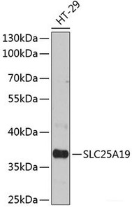 Western blot analysis of extracts of HT-29 cells using SLC25A19 Polyclonal Antibody at dilution of 1:3000.