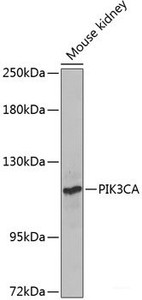 Western blot analysis of extracts of Mouse kidney using PIK3CA Polyclonal Antibody at dilution of 1:1000.