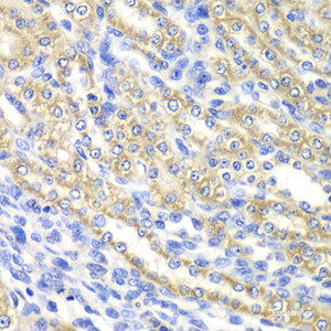 Immunohistochemistry of paraffin-embedded Rat kidney using SURF1 Polyclonal Antibody at dilution of 1:100 (40x lens) .