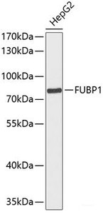 Western blot analysis of extracts of HepG2 cells using FUBP1 Polyclonal Antibody at dilution of 1:1000.