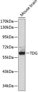 Western blot analysis of extracts of Mouse brain using TDG Polyclonal Antibody.