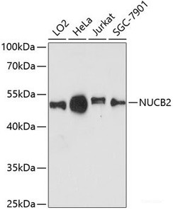 Western blot analysis of extracts of various cell lines using NUCB2 Polyclonal Antibody at dilution of 1:3000.