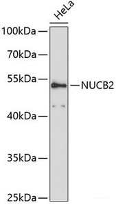 Western blot analysis of extracts of HeLa cells using NUCB2 Polyclonal Antibody at dilution of 1:3000.