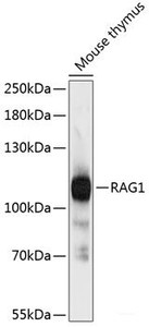Western blot analysis of extracts of Mouse thymus using RAG1 Polyclonal Antibody at dilution of 1:3000.