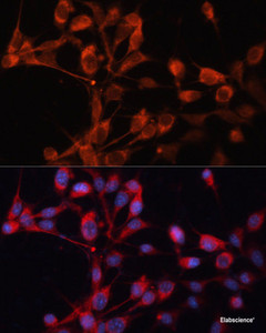 Immunofluorescence analysis of NIH/3T3 cells using SLC25A19 Polyclonal Antibody at dilution of 1:100. Blue: DAPI for nuclear staining.