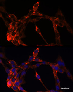 Immunofluorescence analysis of NIH/3T3 cells using JAG1 Polyclonal Antibody at dilution of 1:100. Blue: DAPI for nuclear staining.