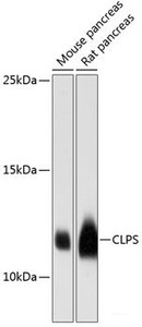 Western blot analysis of extracts of various cell lines using CLPS Polyclonal Antibody at dilution of 1:3000.