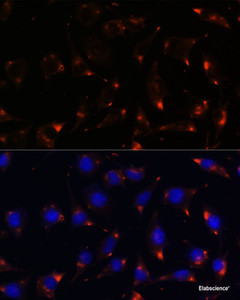 Immunofluorescence analysis of L929 cells using NOS1 Polyclonal Antibody at dilution of 1:100. Blue: DAPI for nuclear staining.