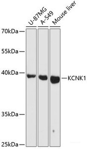 Western blot analysis of extracts of various cell lines using KCNK1 Polyclonal Antibody at dilution of 1:3000.
