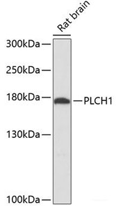 Western blot analysis of extracts of Rat brain using PLCH1 Polyclonal Antibody at dilution of 1:3000.