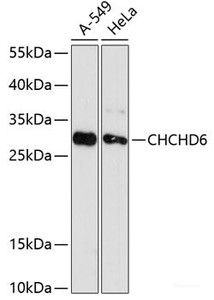 Western blot analysis of extracts of various cell lines using CHCHD6 Polyclonal Antibody at dilution of 1:3000.