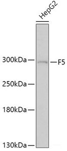 Western blot analysis of extracts of HepG2 cells using F5 Polyclonal Antibody at dilution of 1:1000.