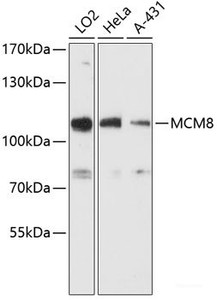 Western blot analysis of extracts of various cell lines using MCM8 Polyclonal Antibody at dilution of 1:3000.