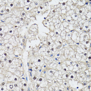 Immunohistochemistry of paraffin-embedded Human liver using CDK7 Polyclonal Antibody at dilution of 1:150 (40x lens) .