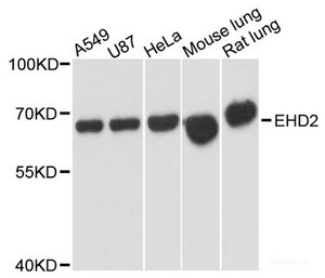 Western blot analysis of extracts of various cell lines using EHD2 Polyclonal Antibody at dilution of 1:3000.