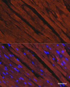 Immunofluorescence analysis of Rat heart using MYH6 Polyclonal Antibody at dilution of 1:100. Blue: DAPI for nuclear staining.