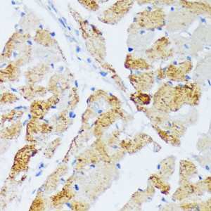 Immunohistochemistry of paraffin-embedded Rat heart using WSB2 Polyclonal Antibody at dilution of 1:100 (40x lens) .
