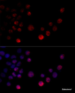 Immunofluorescence analysis of 293T cells using HNRNPH2 Polyclonal Antibody at dilution of 1:100 (40x lens) . Blue: DAPI for nuclear staining.