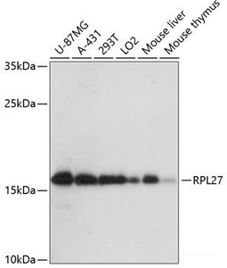 Western blot analysis of extracts of various cell lines using RPL27 Polyclonal Antibody at dilution of 1:3000.