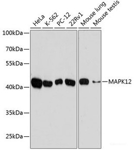 Western blot analysis of extracts of various cell lines using MAPK12 Polyclonal Antibody at dilution of 1:10000.