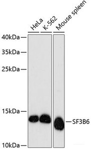Western blot analysis of extracts of various cell lines using SF3B6 Polyclonal Antibody at dilution of 1:3000.