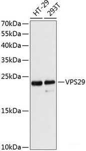 Western blot analysis of extracts of various cell lines using VPS29 Polyclonal Antibody at dilution of 1:3000.