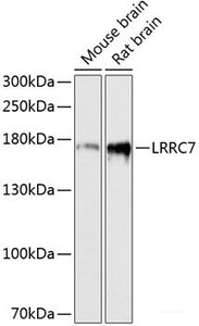 Western blot analysis of extracts of various cell lines using LRRC7 Polyclonal Antibody at dilution of 1:3000.