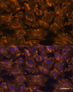 Immunofluorescence analysis of C6 cells using SCGB3A2 Polyclonal Antibody at dilution of 1:100. Blue: DAPI for nuclear staining.