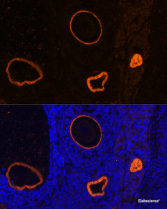 Immunofluorescence analysis of Rat oophoroma cells using ZP3 Polyclonal Antibody at dilution of 1:100. Blue: DAPI for nuclear staining.