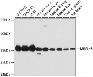 Western blot analysis of extracts of various cell lines using MRPL45 Polyclonal Antibody at dilution of 1:1000.