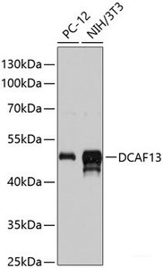 Western blot analysis of extracts of various cell lines using DCAF13 Polyclonal Antibody at dilution of 1:3000.